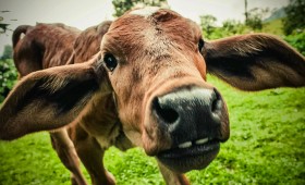 Vaches folles et humains irresponsables.