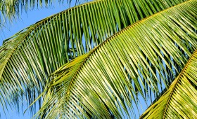 Huile de palme dénoncée